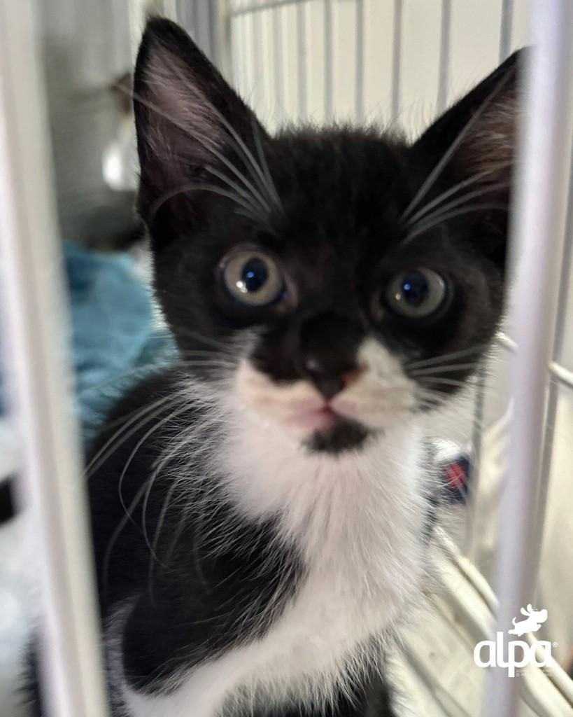 Bebêzinho, gato de porte pequeno para adoção em Limeira - SP