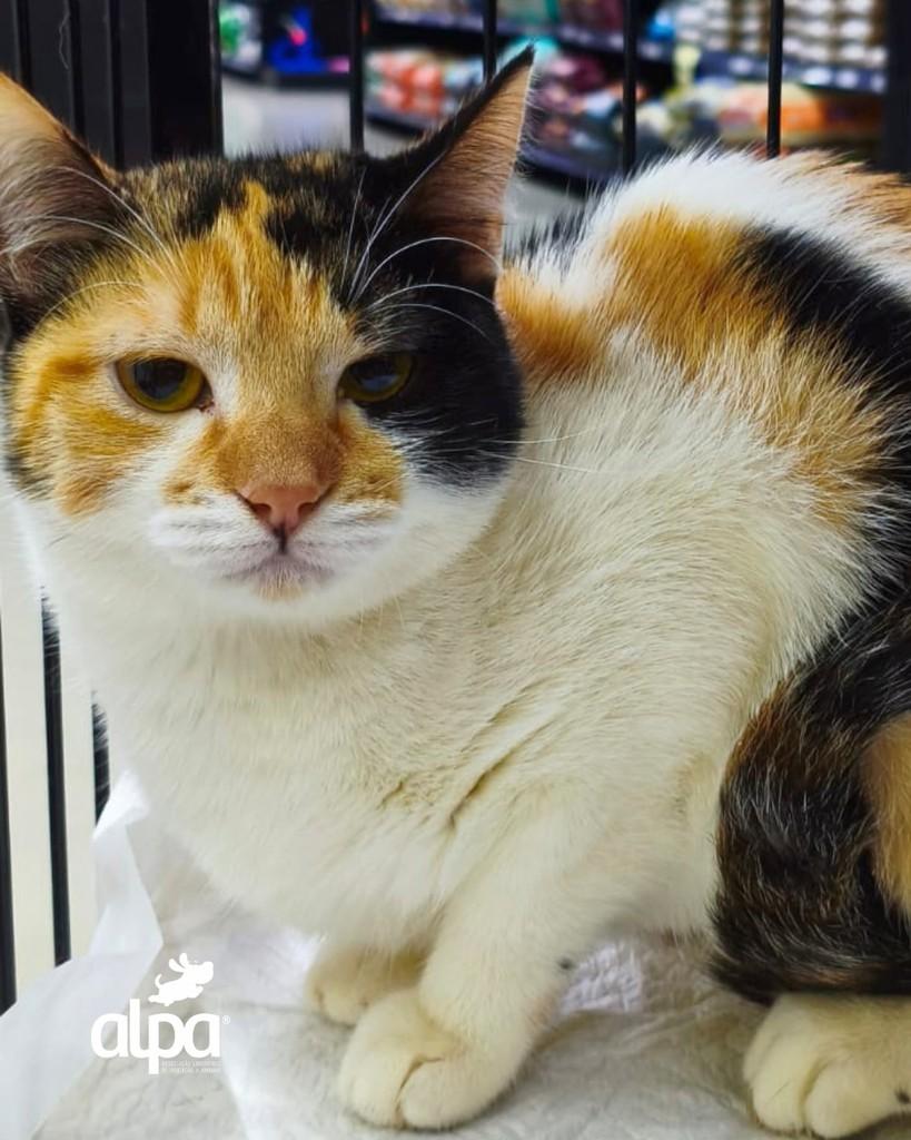 Bonequinha, gata de porte pequeno para adoção em Limeira - SP