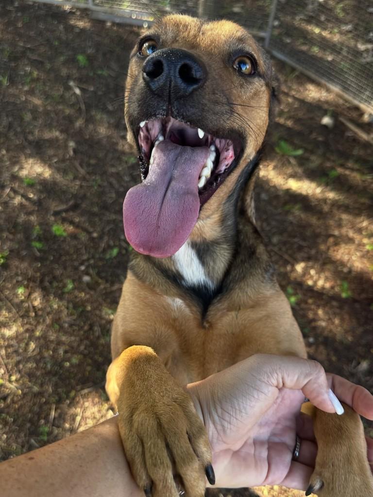 Bruce, cachorro de porte grande para adoção em Limeira - SP
