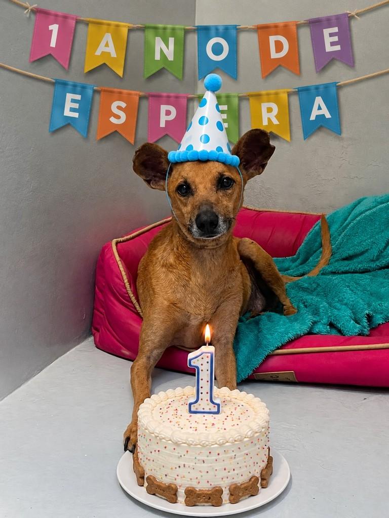 Covabrinha, cachorro de porte pequeno para adoção em Limeira - SP