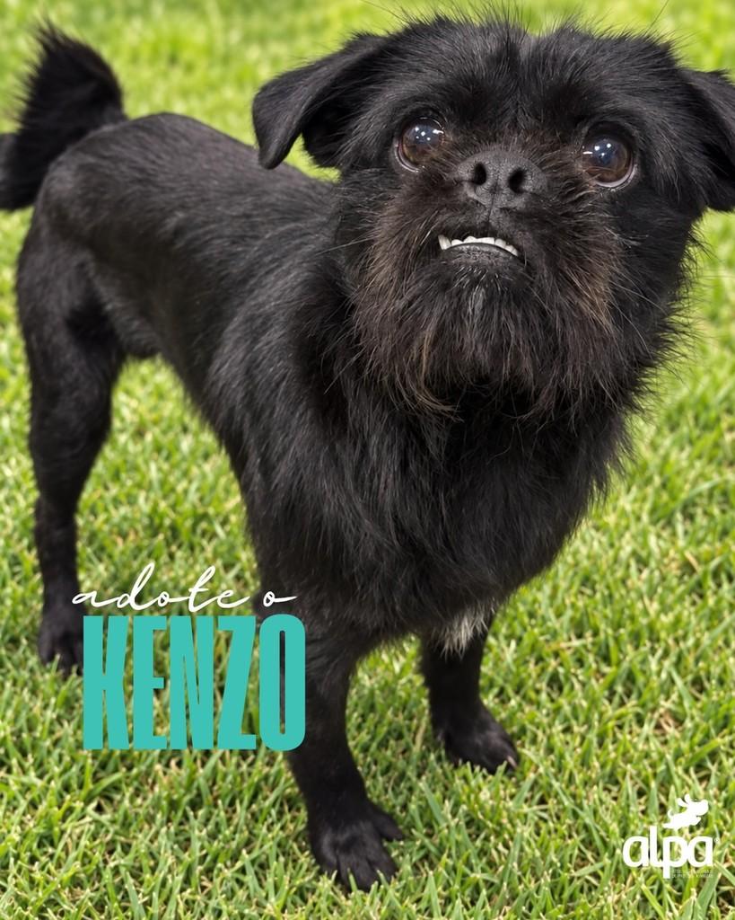 Kenzo, cachorro de porte pequeno para adoção em Limeira - SP