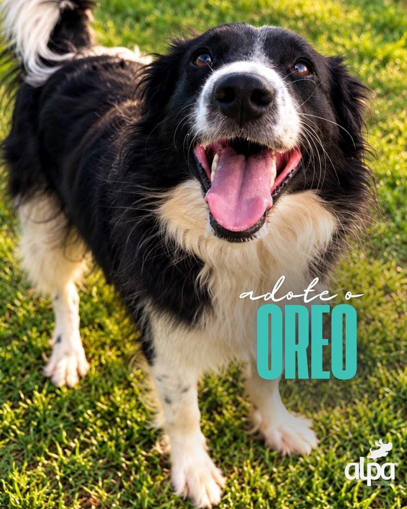 Oreo, cachorro de porte médio para adoção em Limeira - SP