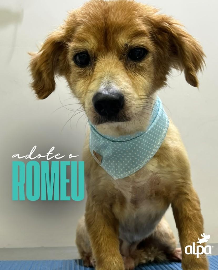 Romeuzinho, cachorro de porte pequeno para adoção em Limeira - SP