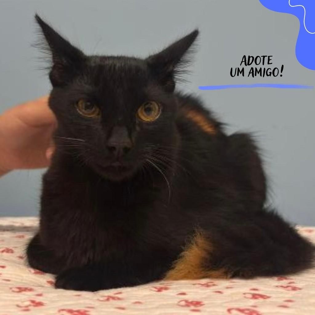 Black, gato de porte pequeno para adoção em Conselheiro Lafaiete - MG