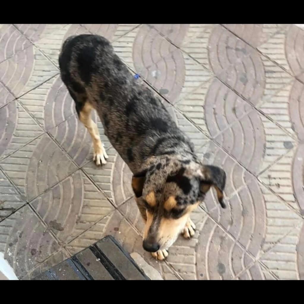Pantufa, cachorro de porte médio para adoção em Itaverava - MG