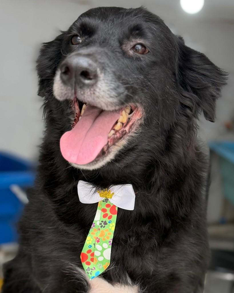 Negão, cachorro de porte grande para adoção em Conselheiro Lafaiete - MG