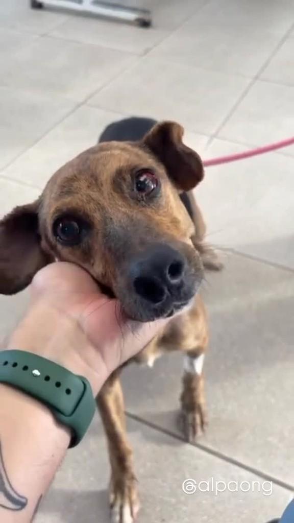 Pitico, cachorro de porte pequeno para adoção em Conselheiro Lafaiete - MG