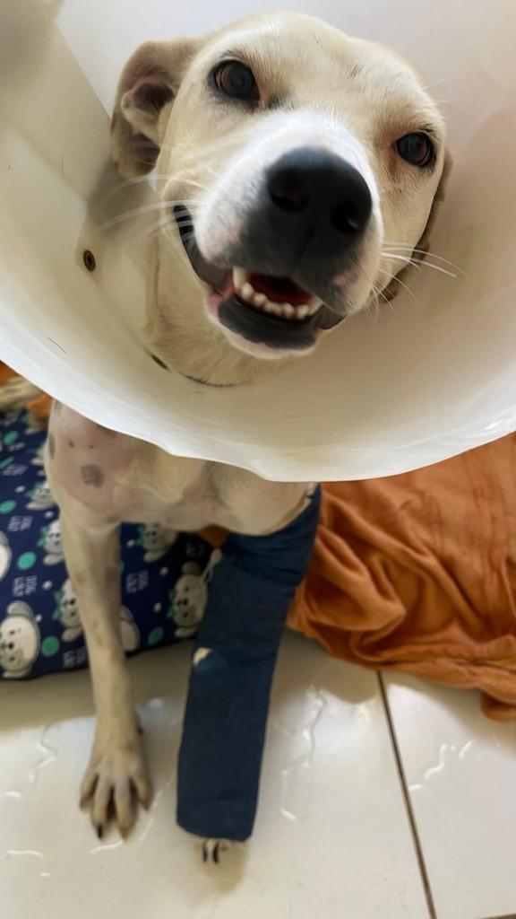 Judite, cachorro de porte médio para adoção em Conselheiro Lafaiete - MG