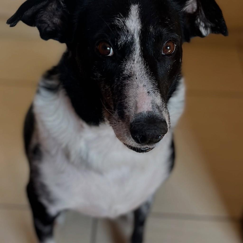Joca, cachorro de porte grande para adoção em Conselheiro Lafaiete - MG