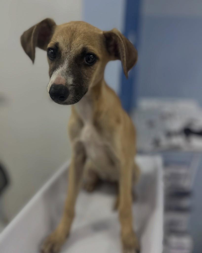 Costelinha, cachorro de porte pequeno para adoção em Conselheiro Lafaiete - MG