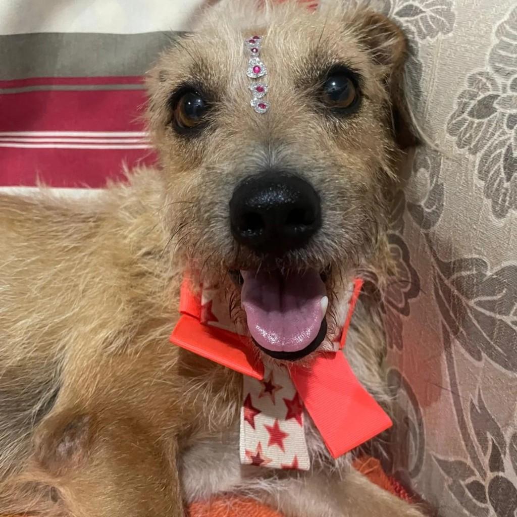 Olivia, cadela de porte pequeno para adoção em Lucas do Rio Verde - MT