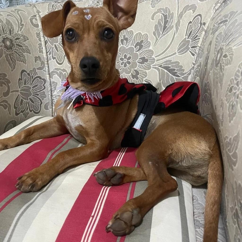 Nina, cadela de porte pequeno para adoção em Lucas do Rio Verde - MT