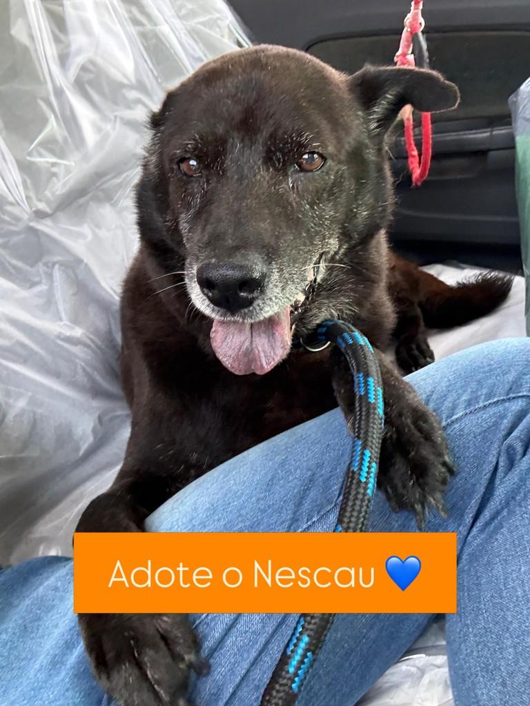 Nescal, cachorro de porte médio para adoção em Lucas do Rio Verde - MT