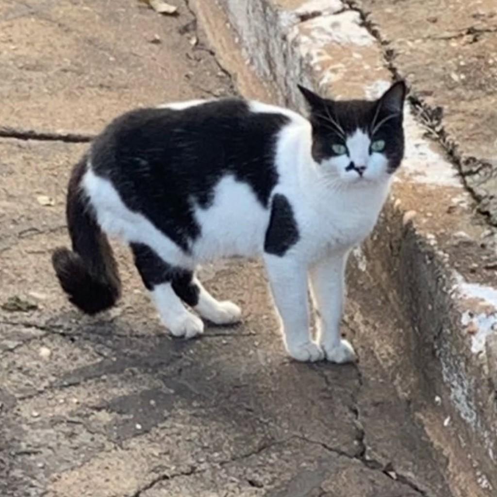 Billy, gato de porte médio para adoção em Junqueirópolis - SP