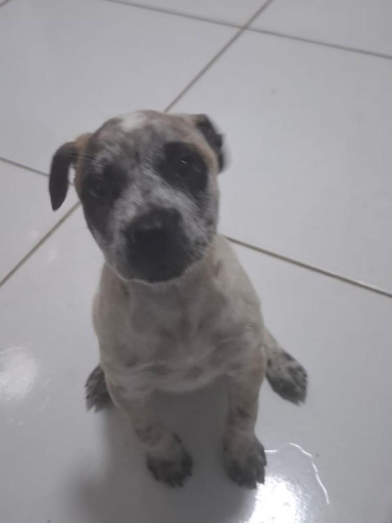 Linda, cadela de porte pequeno para adoção em Vitória da Conquista - BA