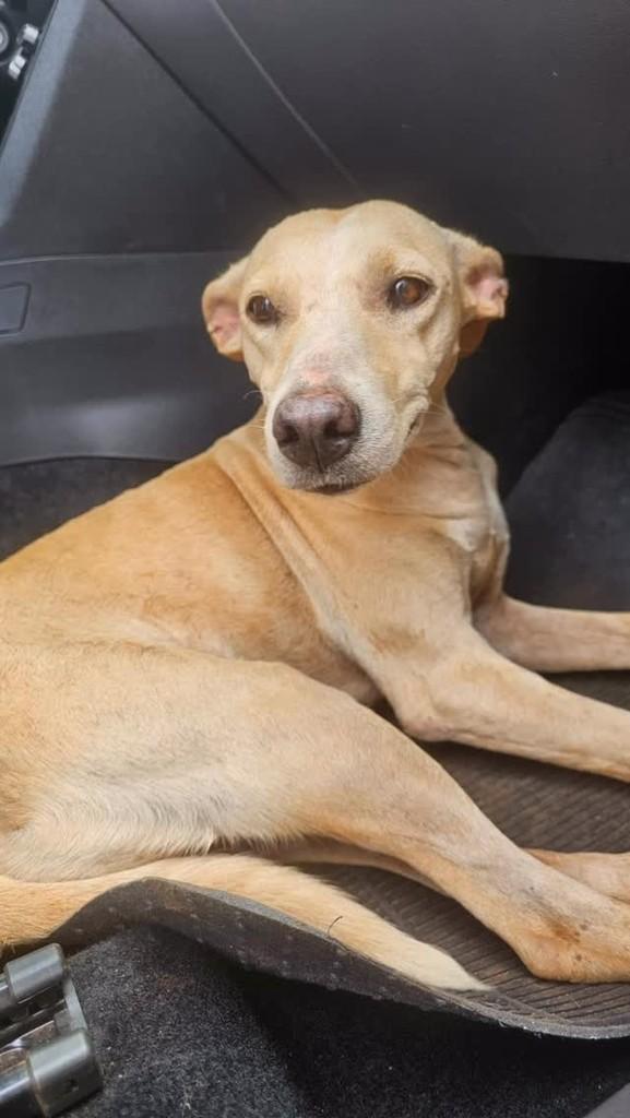 Fofinha, cadela de porte médio para adoção em Giruá - RS