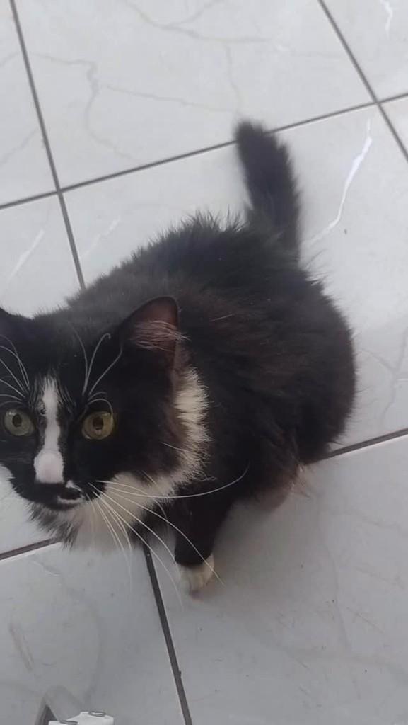Emmy, gata de porte médio para adoção em Giruá - RS