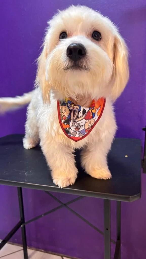 Pequenino, cachorro de porte pequeno para adoção em Giruá - RS