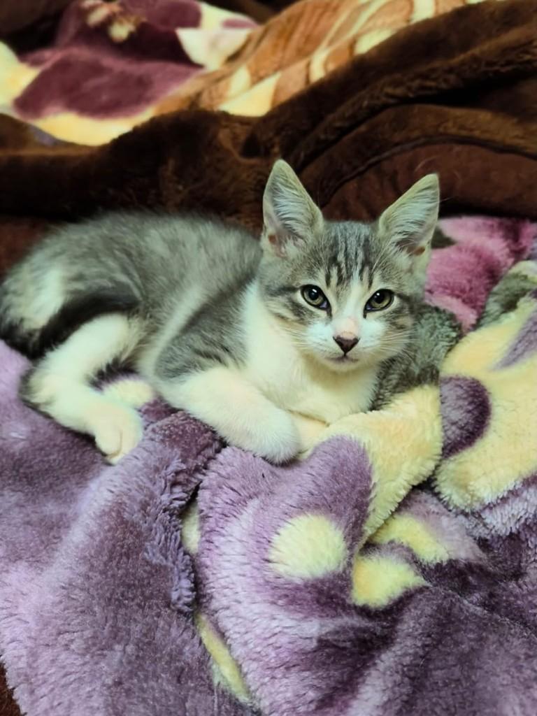 Sou um menino, gato de porte pequeno para adoção em Giruá - RS