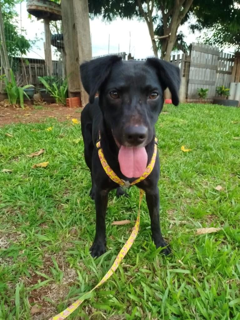 Pretinha, cachorro de porte pequeno para adoção em Realeza - PR