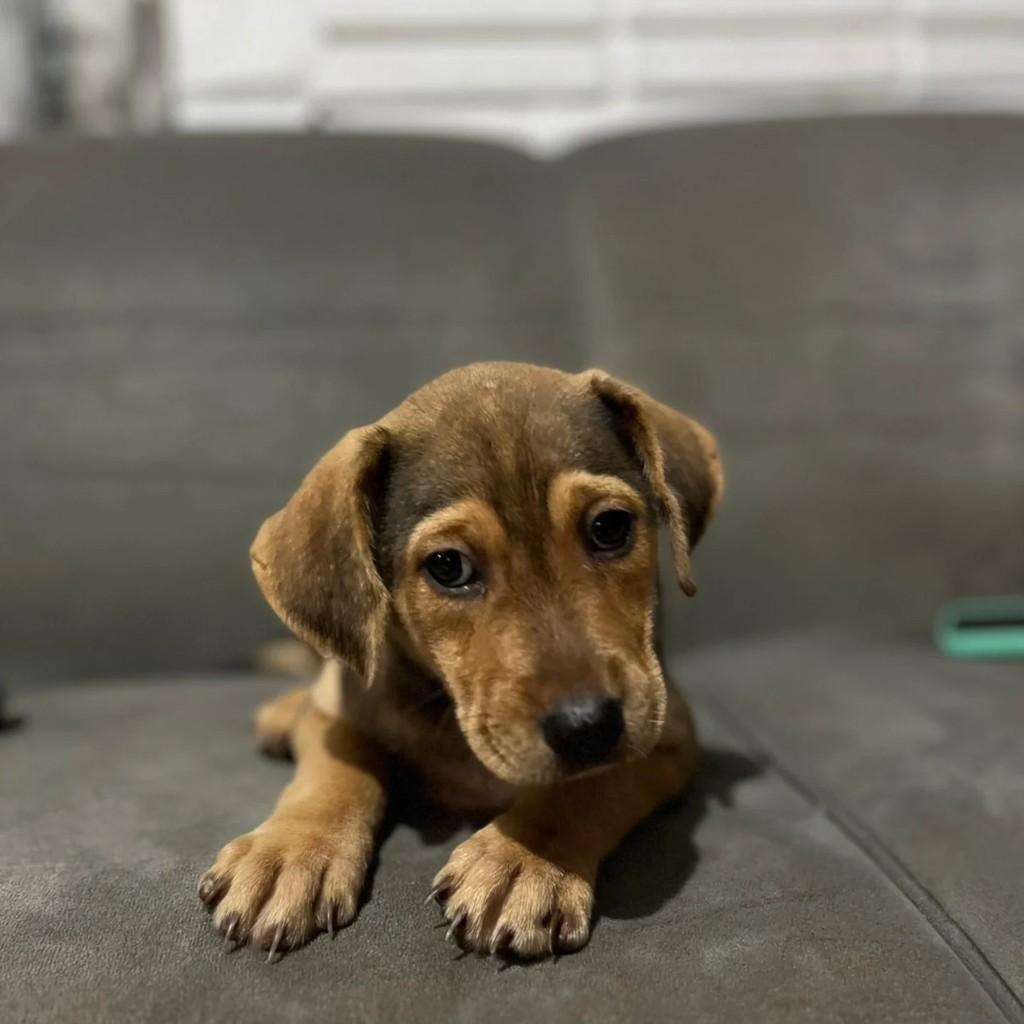Cacau, cachorro de porte pequeno para adoção em Realeza - PR