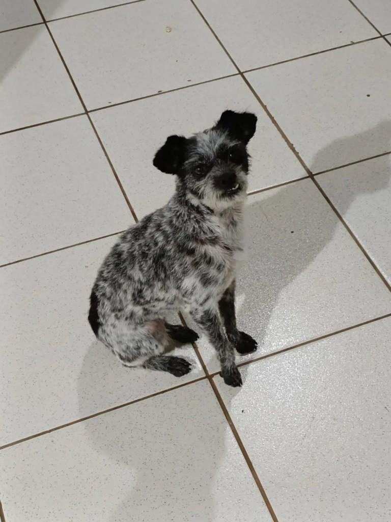 Mocinha, cadela de porte pequeno para adoção em Realeza - PR