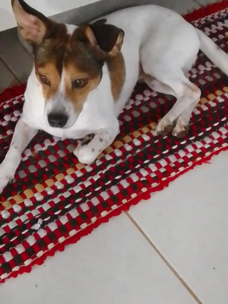 Mocinho, cachorro de porte pequeno para adoção em Realeza - PR
