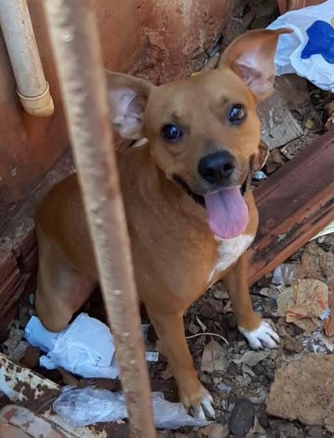 Henriques, cachorro de porte pequeno para adoção em Maracaí - SP