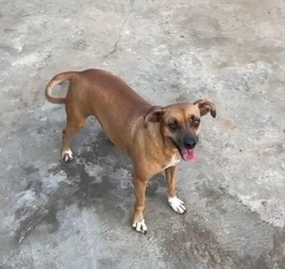Marrie, cachorro de porte médio para adoção em Maracaí - SP