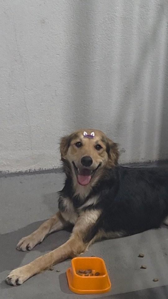 Recruta, cadela de porte pequeno para adoção em Caeté - MG