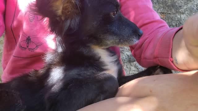 Scooby, cachorro de porte pequeno para adoção em Frederico Westphalen - RS