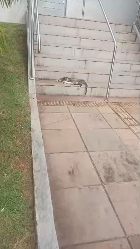 Mp, gato de porte pequeno para adoção em Frederico Westphalen - RS