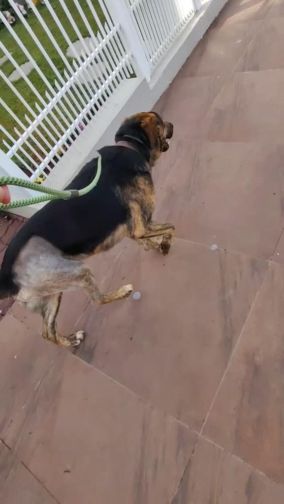 Maverick, cachorro de porte grande para adoção em Frederico Westphalen - RS