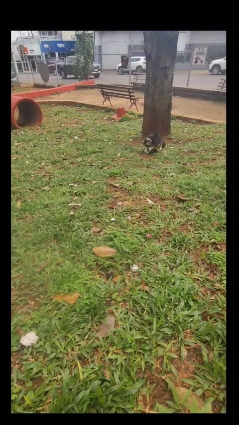 Juju, gato de porte pequeno para adoção em Frederico Westphalen - RS