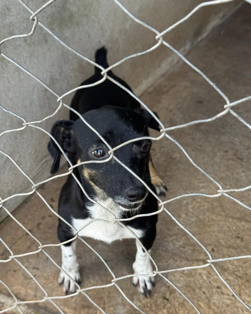 Sou, cadela de porte pequeno para adoção em Goioerê - PR