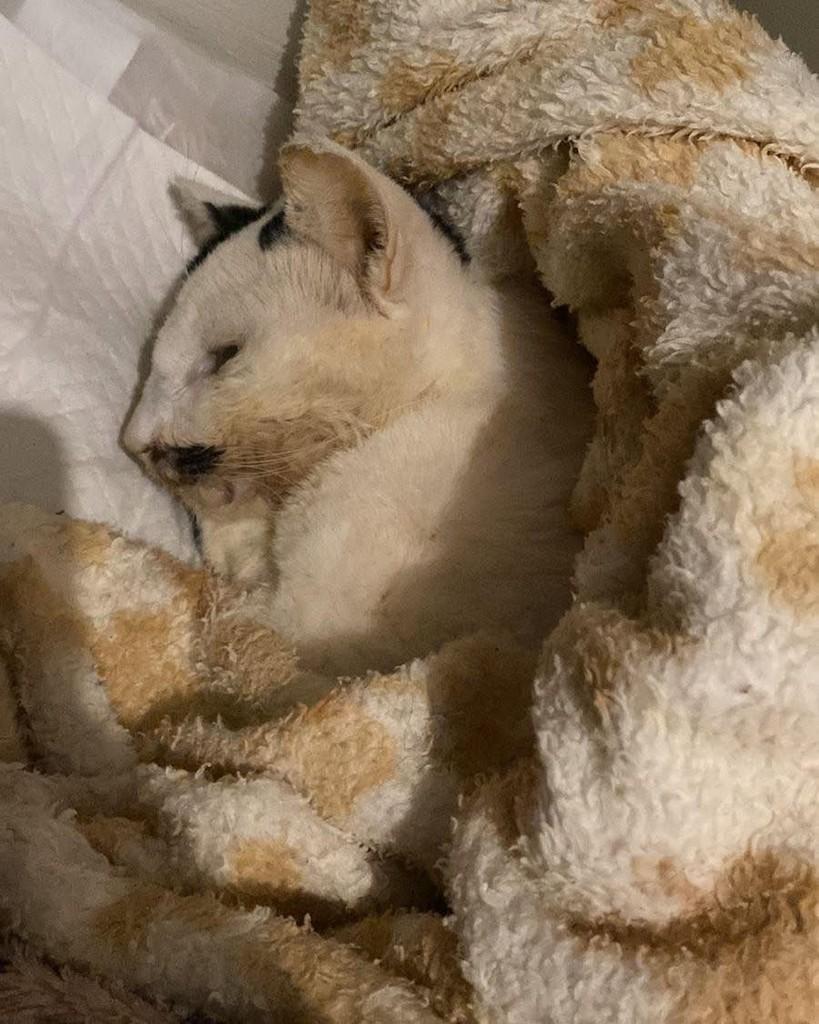 Pedrinho, gato para adoção em Goioerê - PR