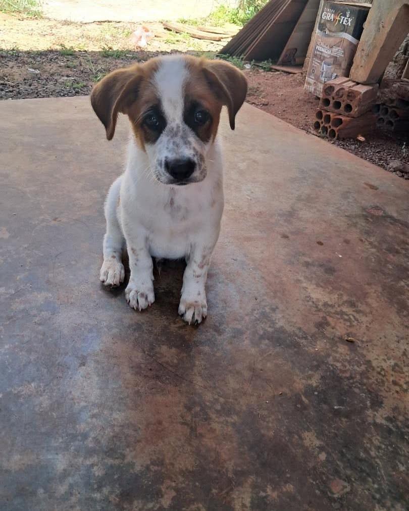 Ander, cachorro de porte pequeno para adoção em Goioerê - PR