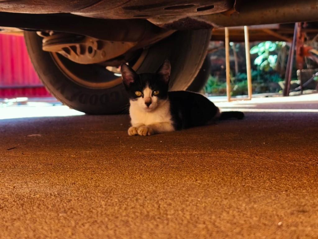 Amor, gato de porte pequeno para adoção em Goioerê - PR