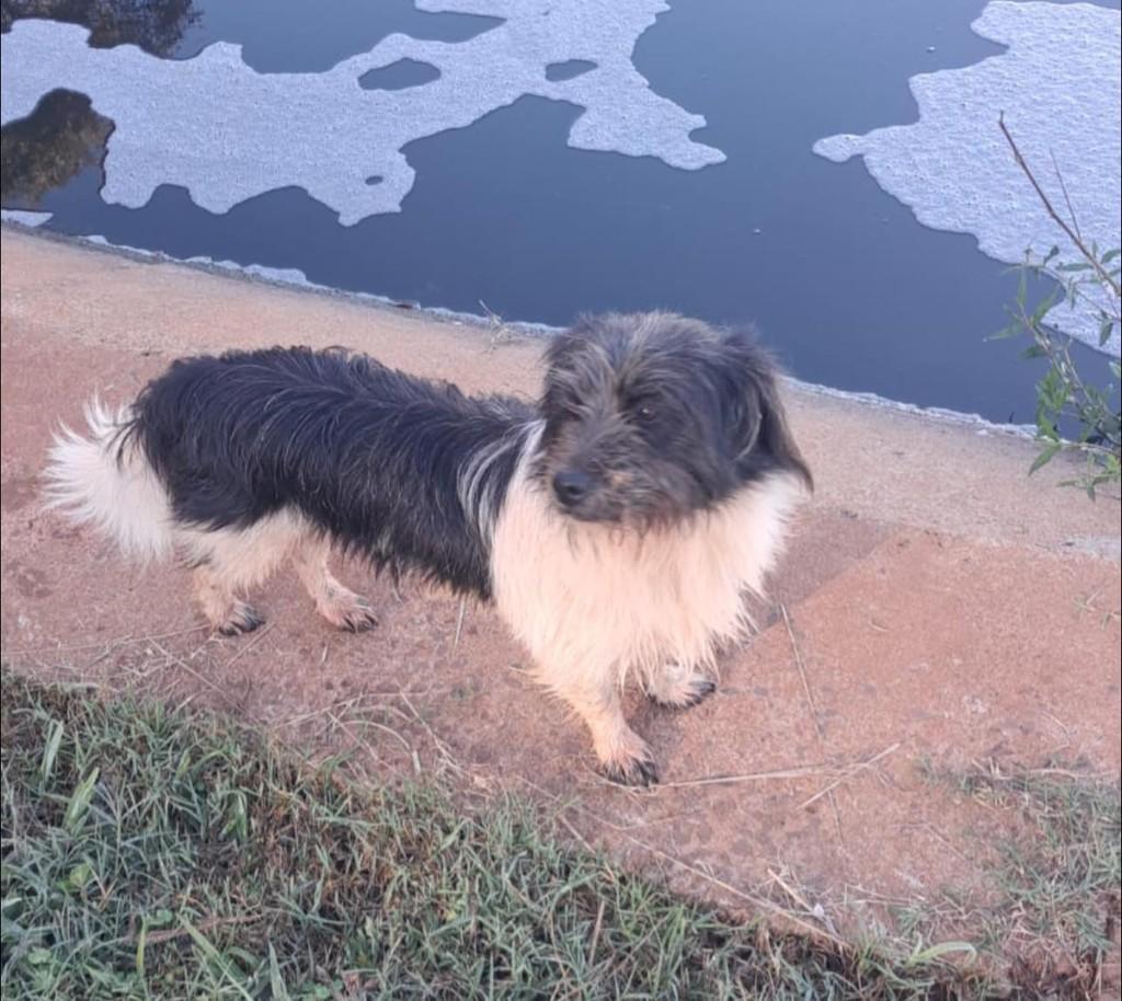 Filhotão, cachorro de porte pequeno para adoção em Goioerê - PR