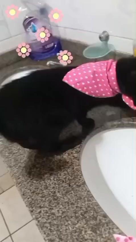 Pretinha, cachorro de porte pequeno para adoção em Goioerê - PR