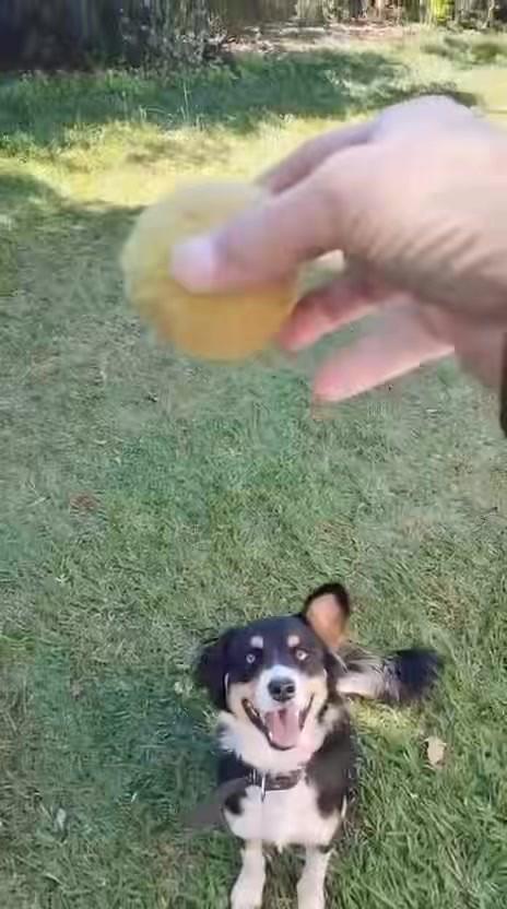 Natalia, cachorro de porte pequeno para adoção em Goioerê - PR