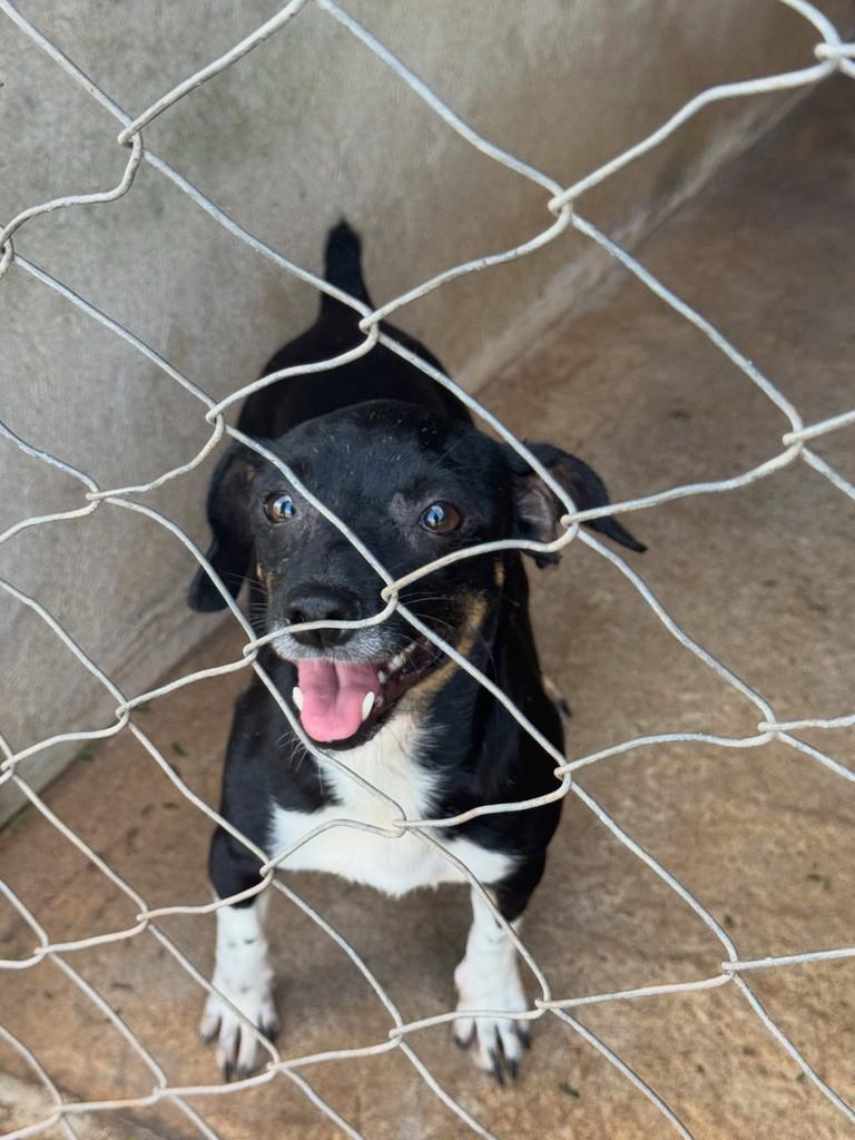 Uma, cachorro de porte pequeno para adoção em Goioerê - PR