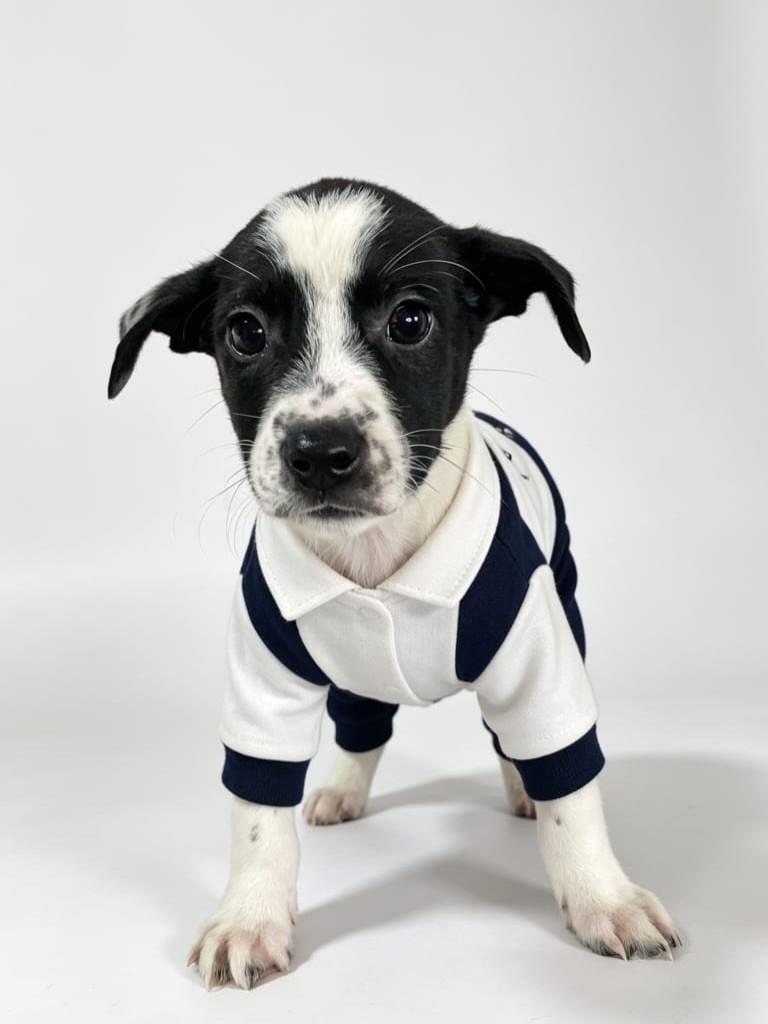 Maravilhosoooo, cachorro de porte médio para adoção em Goioerê - PR