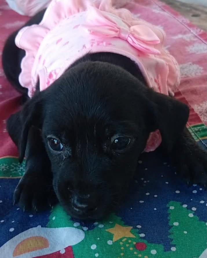 Unica, cachorro de porte médio para adoção em Goioerê - PR