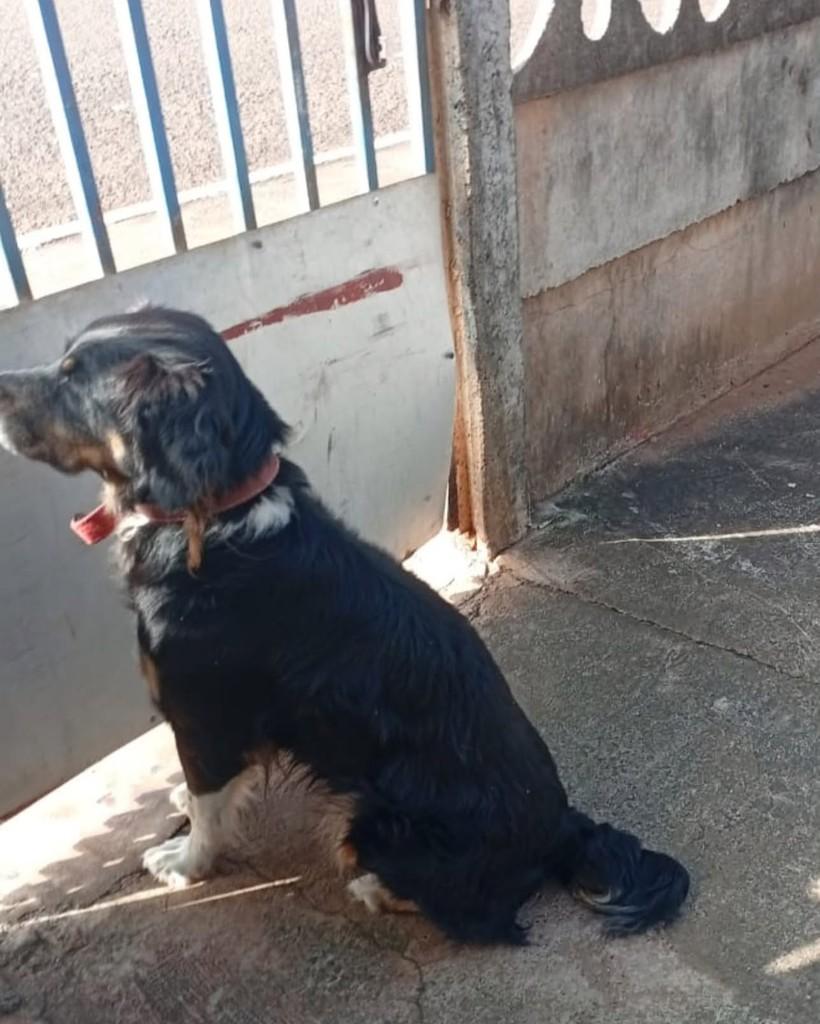 Doguinho, cachorro de porte médio para adoção em Goioerê - PR