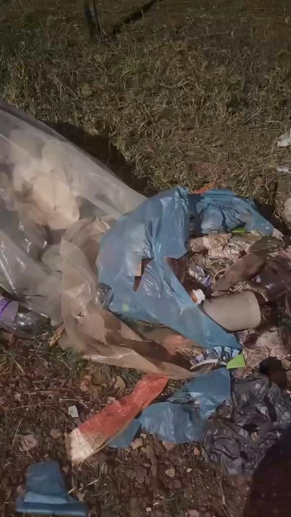 Camilly, cadela de porte pequeno para adoção em Goioerê - PR
