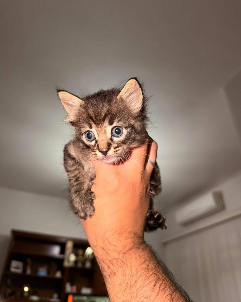 Neto, gato para adoção em Goioerê - PR