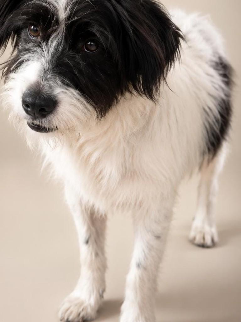 Fiapo de manga, cachorro de porte pequeno para adoção em Goioerê - PR