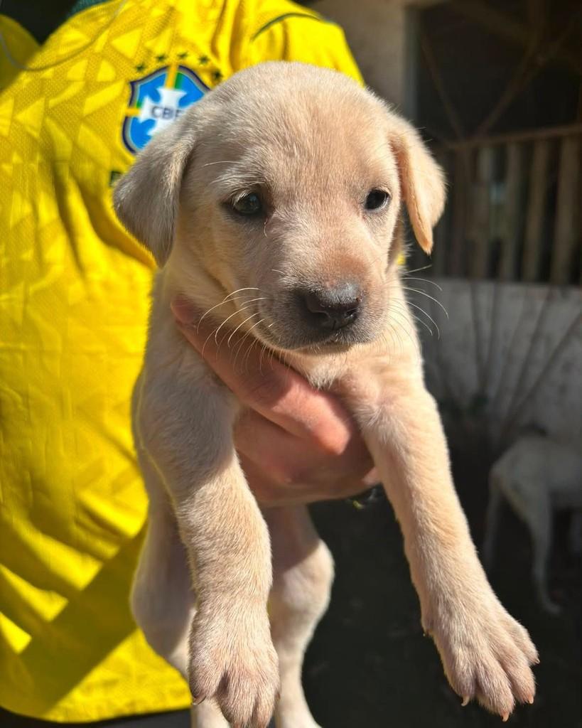 Julia, cachorro de porte pequeno para adoção em Goioerê - PR