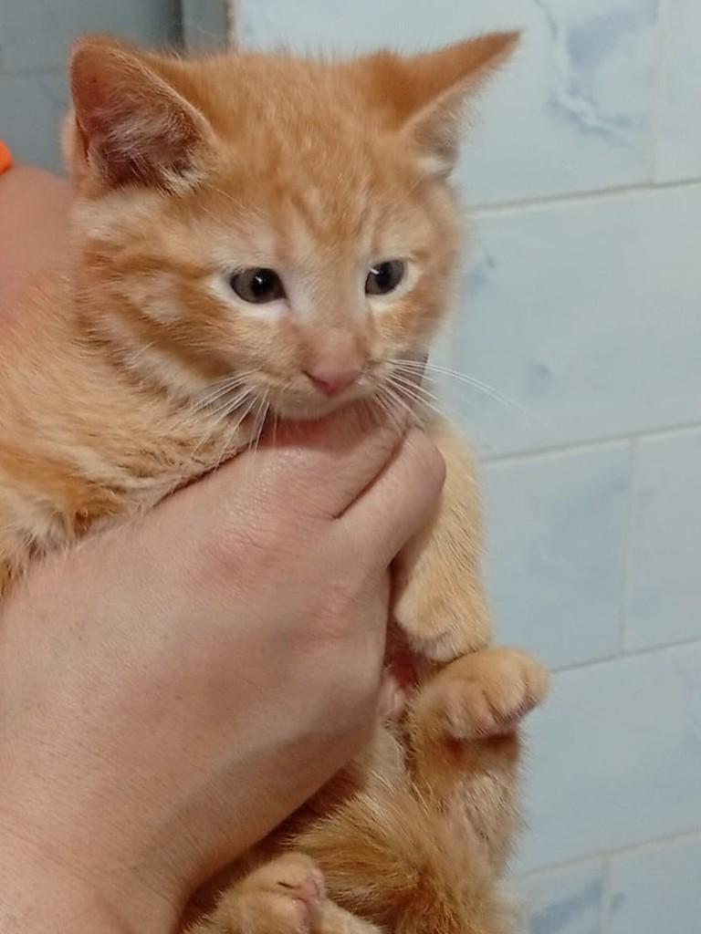Laranjinha, gata de porte pequeno para adoção em Goioerê - PR